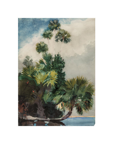 Palm Trees, Florida, 1904