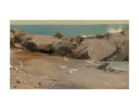 Rocky Coast and Gulls