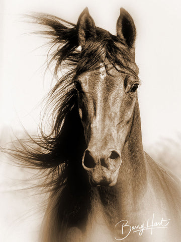 Wild N Free