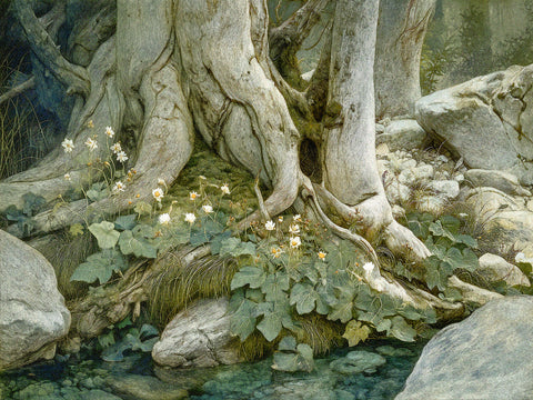 Riverside Flora IV