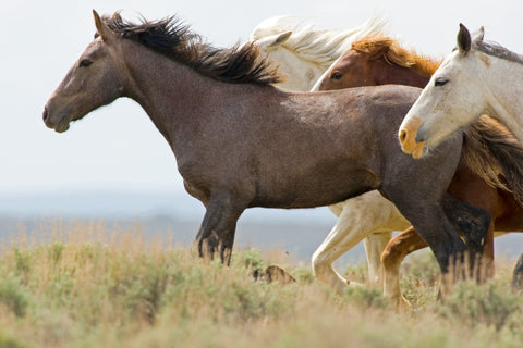 Wild Horses Running, Carbon County, Wyoming