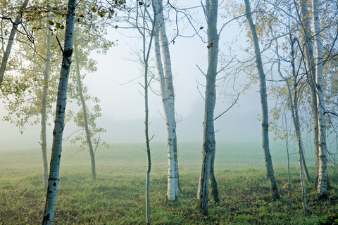 Trees in The Mist