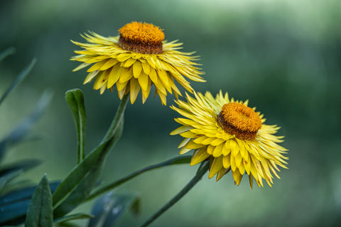Strawflowers