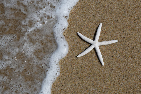 Starfish on the Shore -  Michael Iacobellis - McGaw Graphics