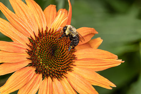 Bee on Coneflower