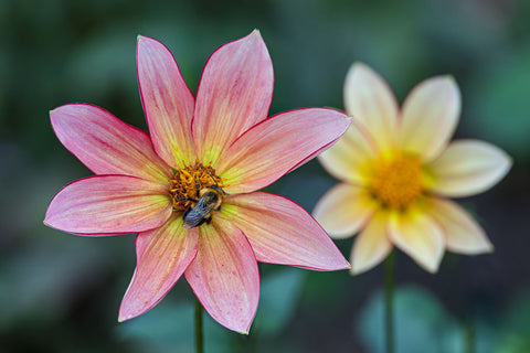 Bee on Dahlia