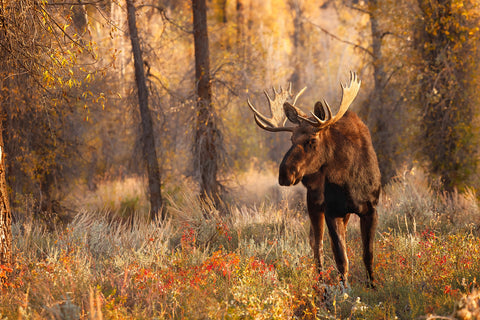 Bull Moose in Autumn, Grand Teton National Park, Wyoming