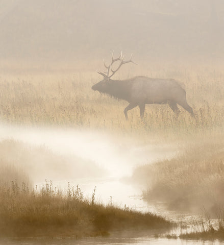 Bull Elk, Foggy Morning Along the Madison River, Yellowstone National Park