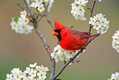 Spring Showstopper