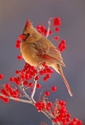 Cardinal Queen