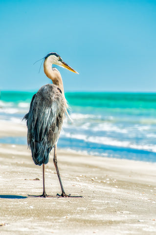 Avian Perspective