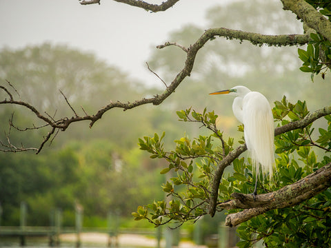 Great Egret Resting Horizontal