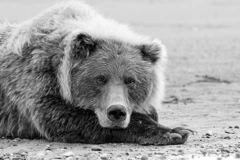Slumbering Strength