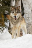 Eyes of the Wild