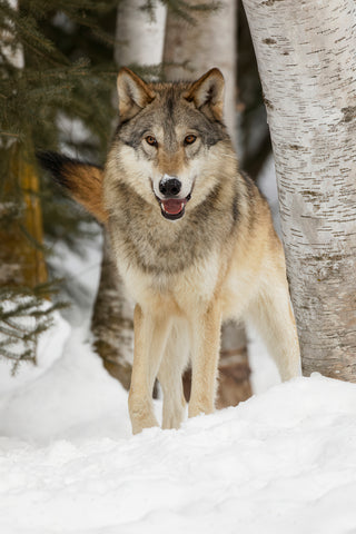 Eyes of the Wild