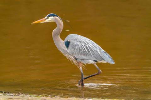 Silent Fisher