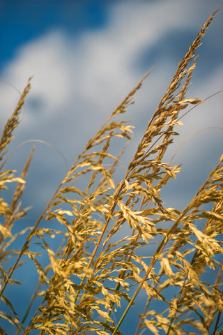 Blowing in the Wind -  Mary Lou Johnson - McGaw Graphics
