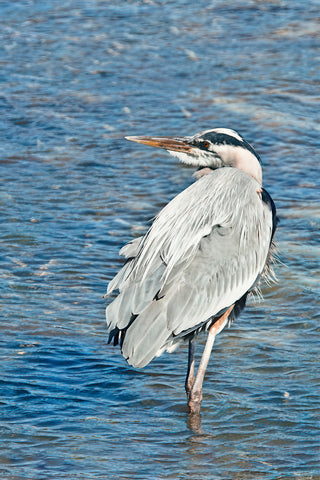 Great Blue Heron Blue Water -  Mary Lou Johnson - McGaw Graphics