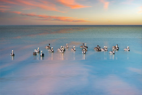 Pelican Peace -  Mary Lou Johnson - McGaw Graphics