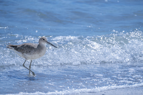 Serene Strut -  Mary Lou Johnson - McGaw Graphics