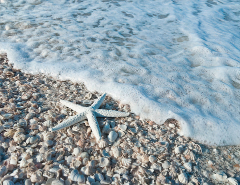 Starfish on Left Seafoam -  Mary Lou Johnson - McGaw Graphics