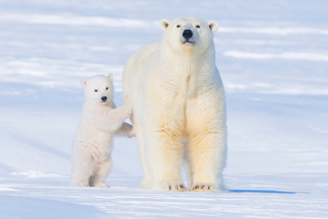 Polar Bear Sow and Spring Cub, Alaska