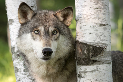 Close-up of Gray Wolf Between Birch Trees, Minnesota