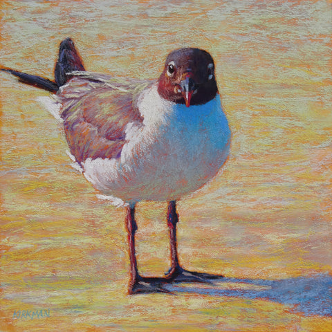 A Single Gull