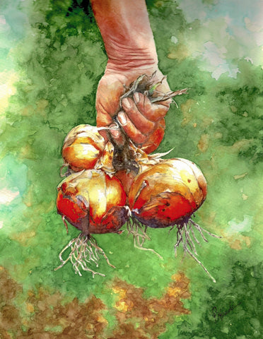 Ripe and Ready