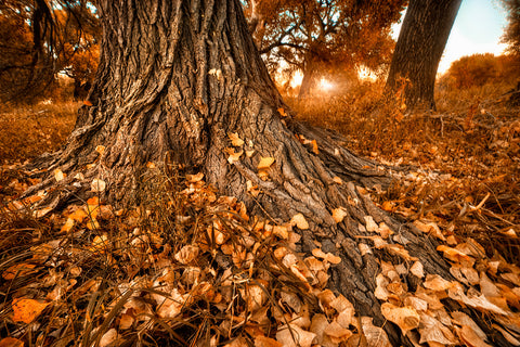 Footprints of Fall