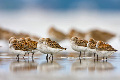 Western Sandpipers Resting at High Tide, Bottle Beach, Grays Harbor, Washington