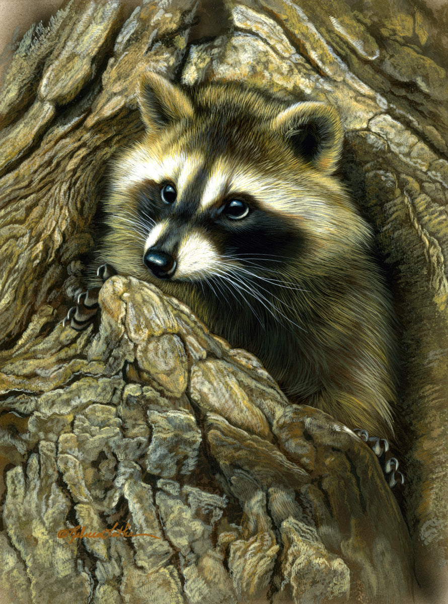 raccoonページ Curious Encounter - Raccoon | McGaw Graphics