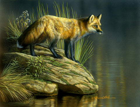 Peaceful Waters - Red Fox