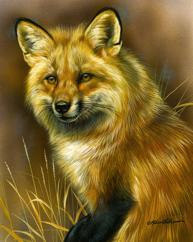 Red Fox Portrait