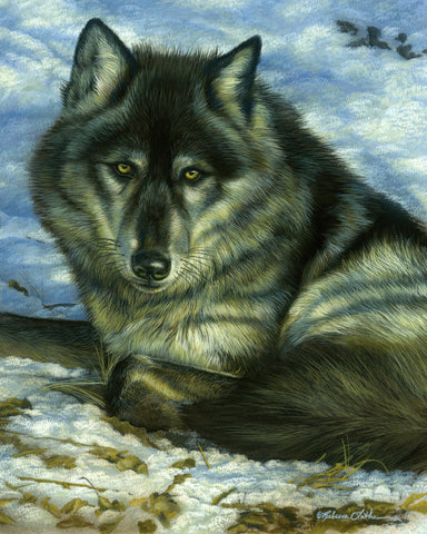 Black Wolf Portrait