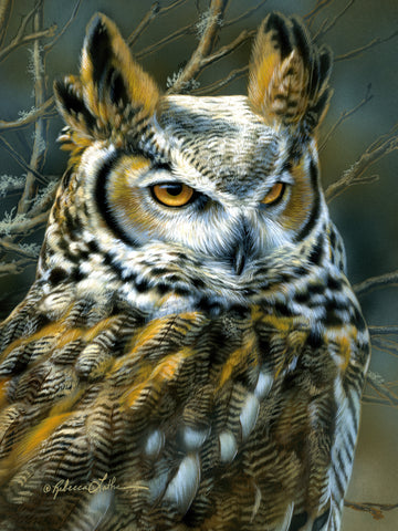 Focus - Great Horned Owl