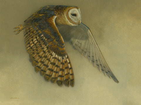 Silent Flight - Barred Owl