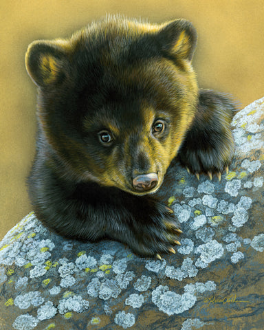 Bearly Curious - Black Bear Cub