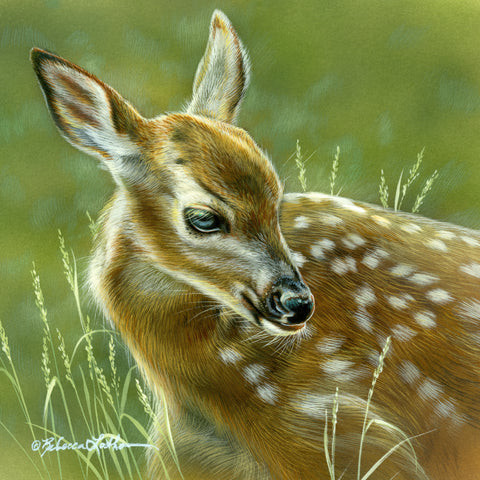 Spring Dreams - Fawn