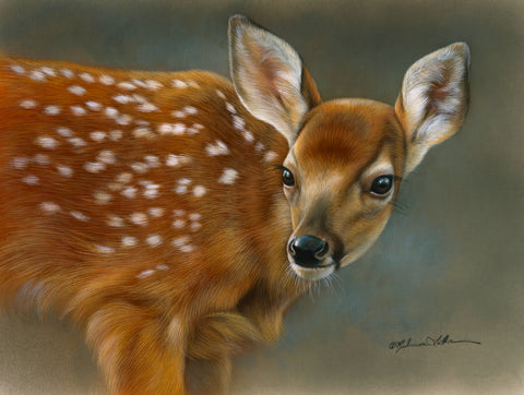 Fawn Portrait