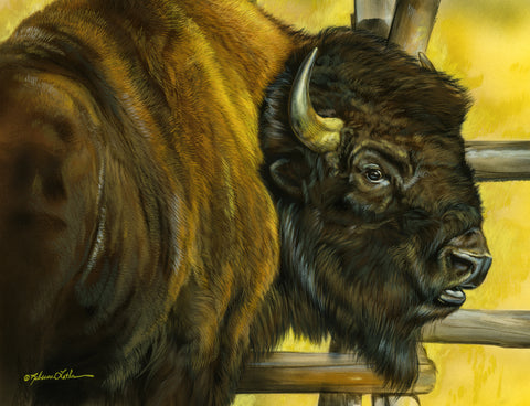 Fence Patrol - American Bison