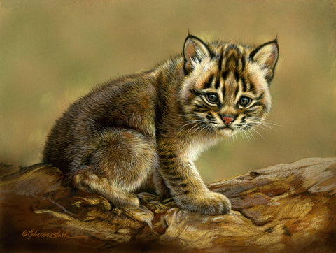 Shy - Bobcat Kitten