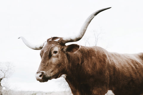 Texas Longhorn Cow