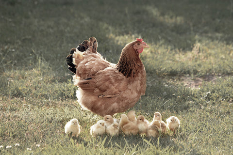 Chicken with Chicks
