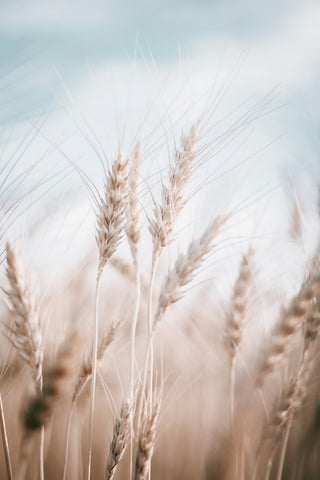 Wheat Blowing in the Wind