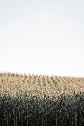 Corn Field in Summer