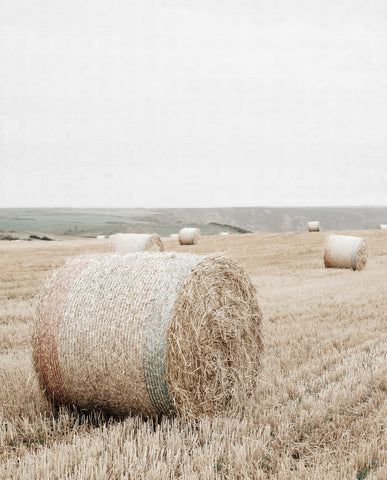 Round Bale of Hay