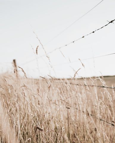 Wheat Field on Prairie