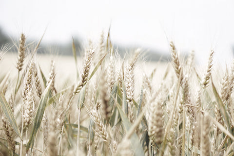 Wheat Field