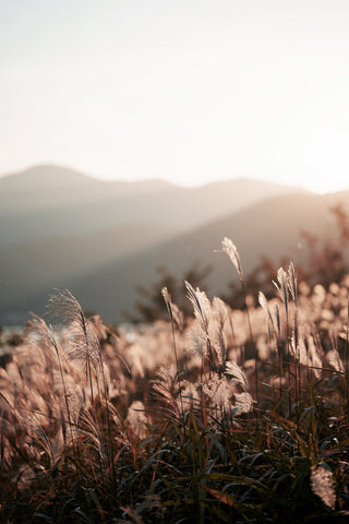 Autumn Dried Grass